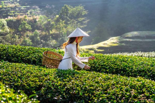 Comment découvrir les traditions de la cueillette du thé en Chine?