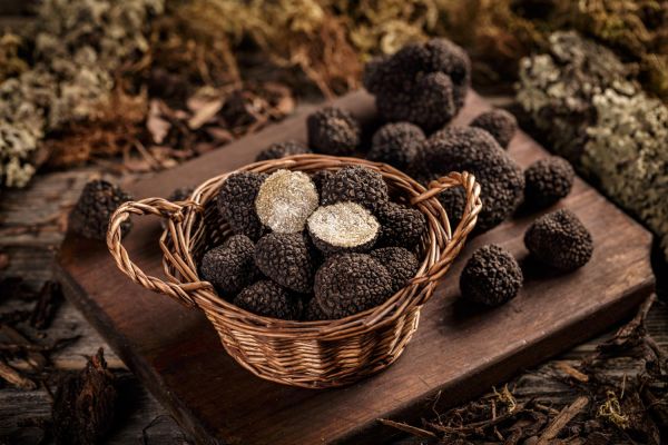 Où participer à une récolte de truffes en Italie?