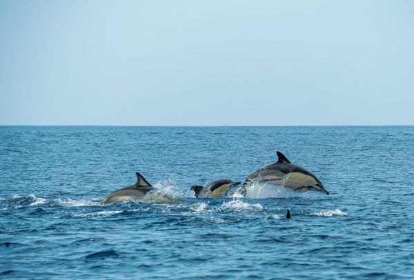 Quels sont les meilleurs spots pour observer les dauphins roses en Amazonie brésilienne : conseils et périodes ?