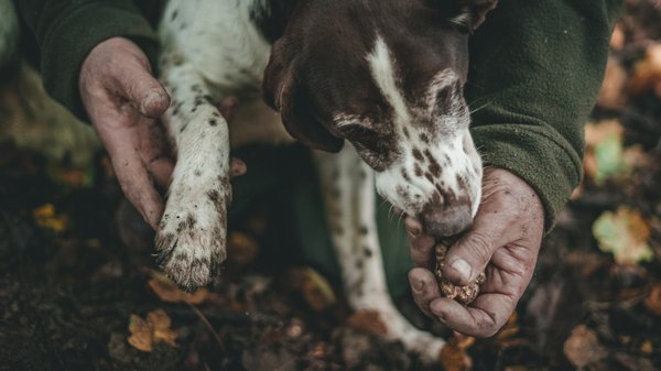 Comment participer à une chasse aux truffes en Périgord, France?