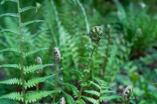 Comment trouver une location de vacances dans une ferme en Auvergne avec ateliers de fabrication de fromages AOP?